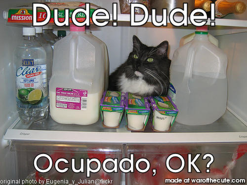 Dude! Dude! Occupado, OK?