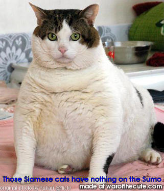 Sumo