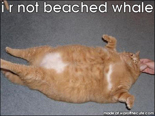 i r not beached whale