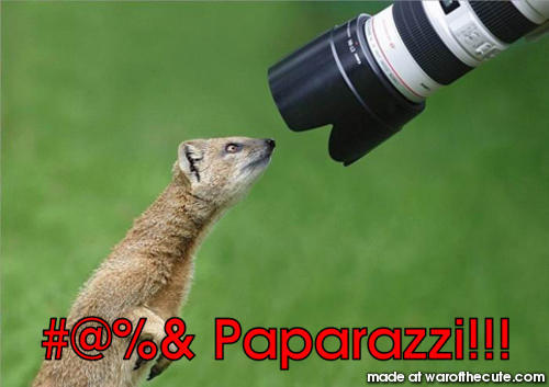 Paparazzi