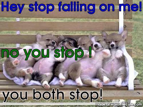 Corgies falling on each other (by erin)
