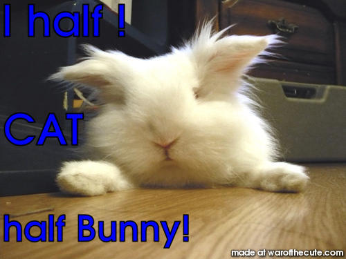 Bunny looks like a cat (by erin)