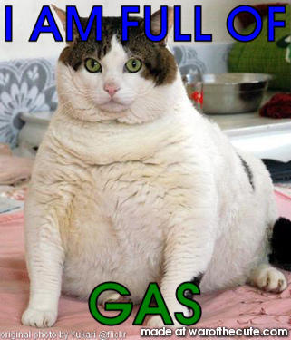 FAT CAT (BY ERIN)