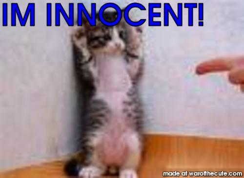 A CAT THATS GUILTY!?