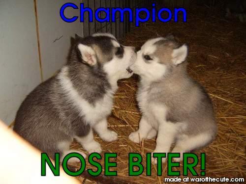 HUSKY BITING