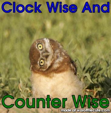 Burrowing owl