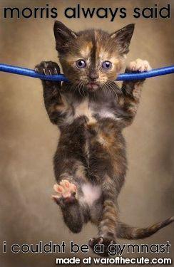 bye kitty