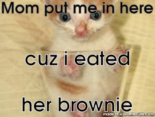 brownie