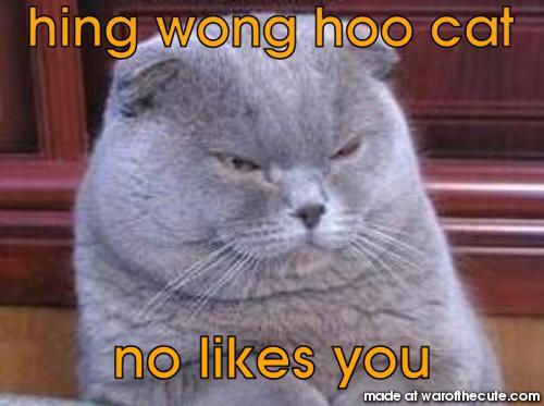 chinese cat