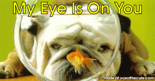 The eyes have it