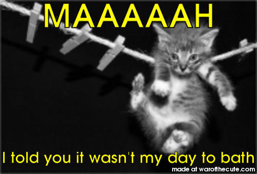 Kitty on a line