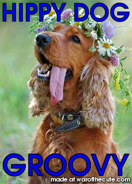Hippy Dog