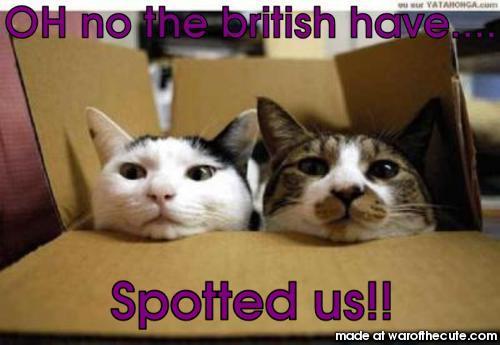 british kittens