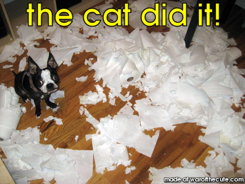 the cat did it