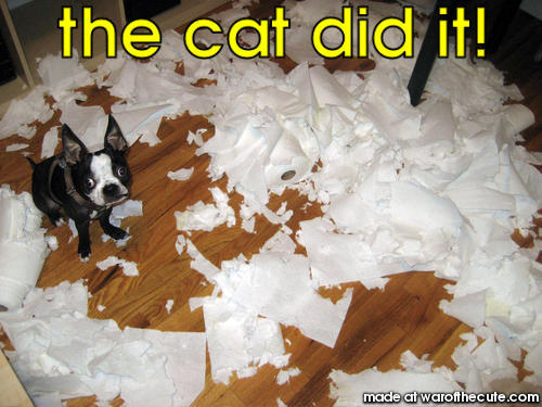 the cat did it