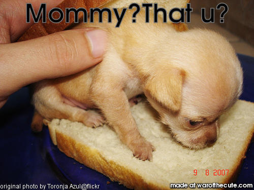 MoMMY