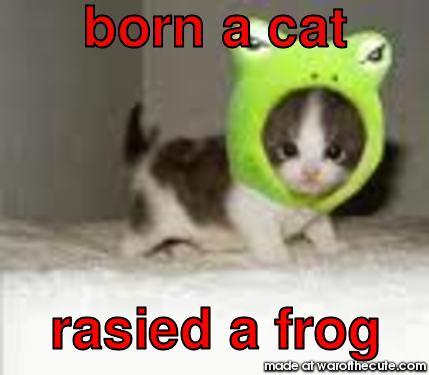 lolkitty