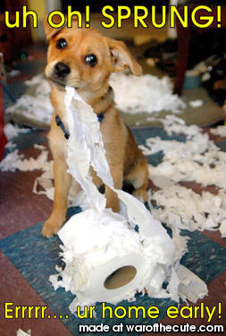 uh oh! SPRUNG!