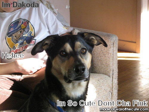 My Dog Dakoda!!!
