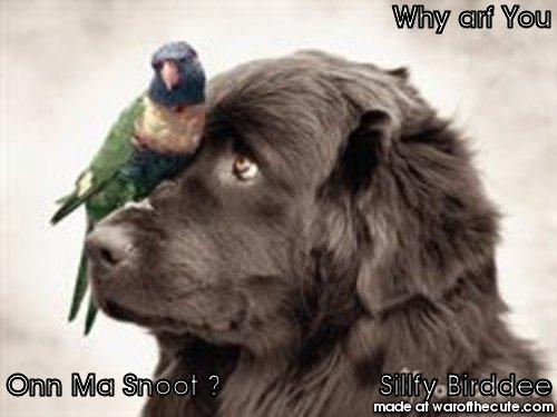 Silly Freinds