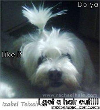 Dog with A ponytail