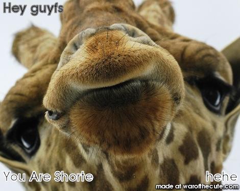 Girafee