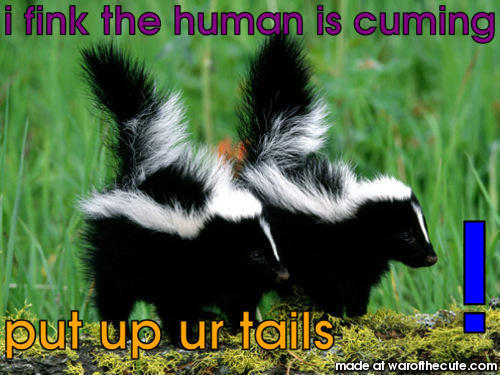 Skunks