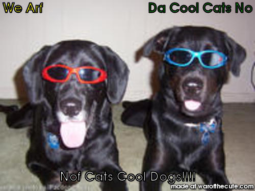 Two Cool Dogs