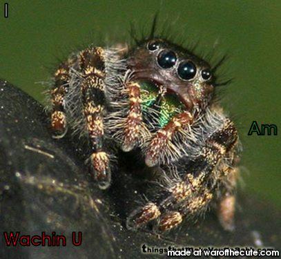 Spider