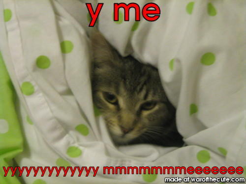 cat