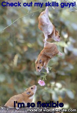 Flexy Hamsters