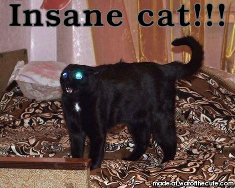 Insane cat!!!