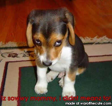 puppy face