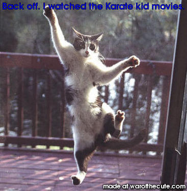 karate kitty