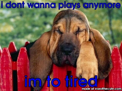 sleepy dog