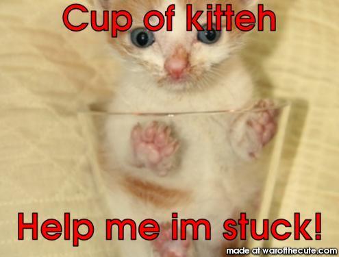Cup of kitteh