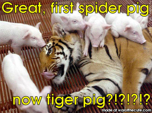 Tiger pig