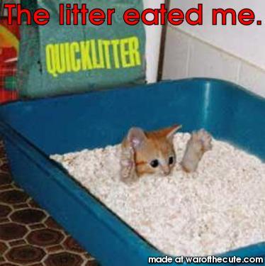 Cat eating litter