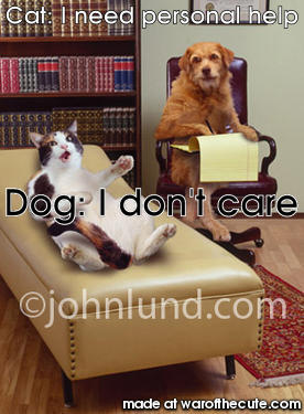 cat therapy