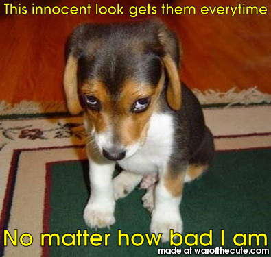 This innocent look gets them everytime