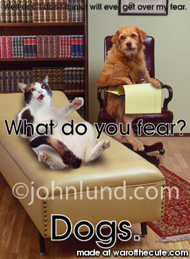 Dog fearing cat