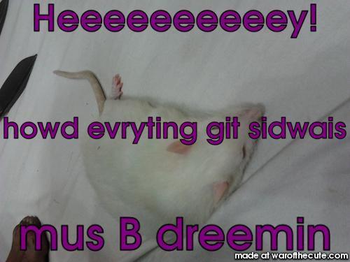 sideways rat