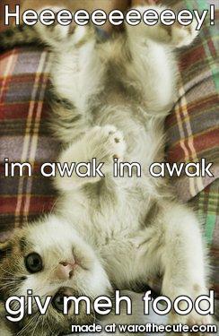 cute cat
