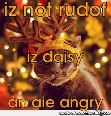 Daisy the black nose cat