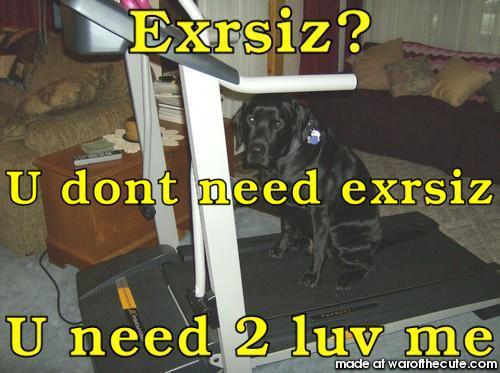 No excersixe dog
