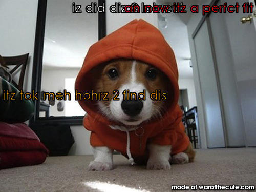 Cool Dog