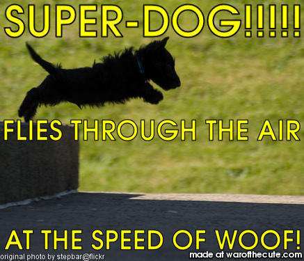 DOG FLIES!!!!!!!!!!!!!!!!!!!!!!!!!!!!!!!!