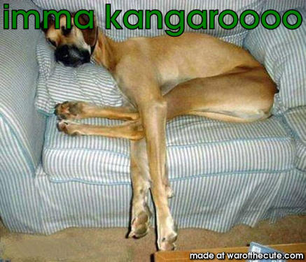 imma kangaroooo