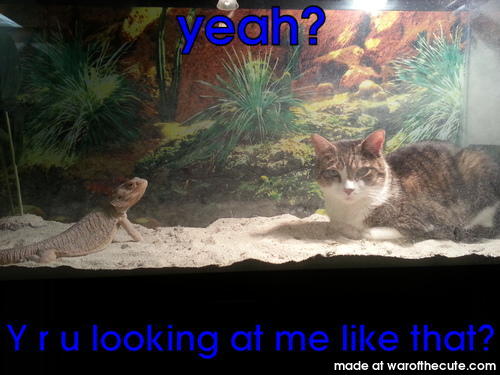 caged cat