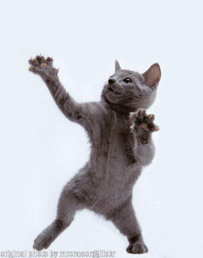 kitty. i'm not sure what's up though.